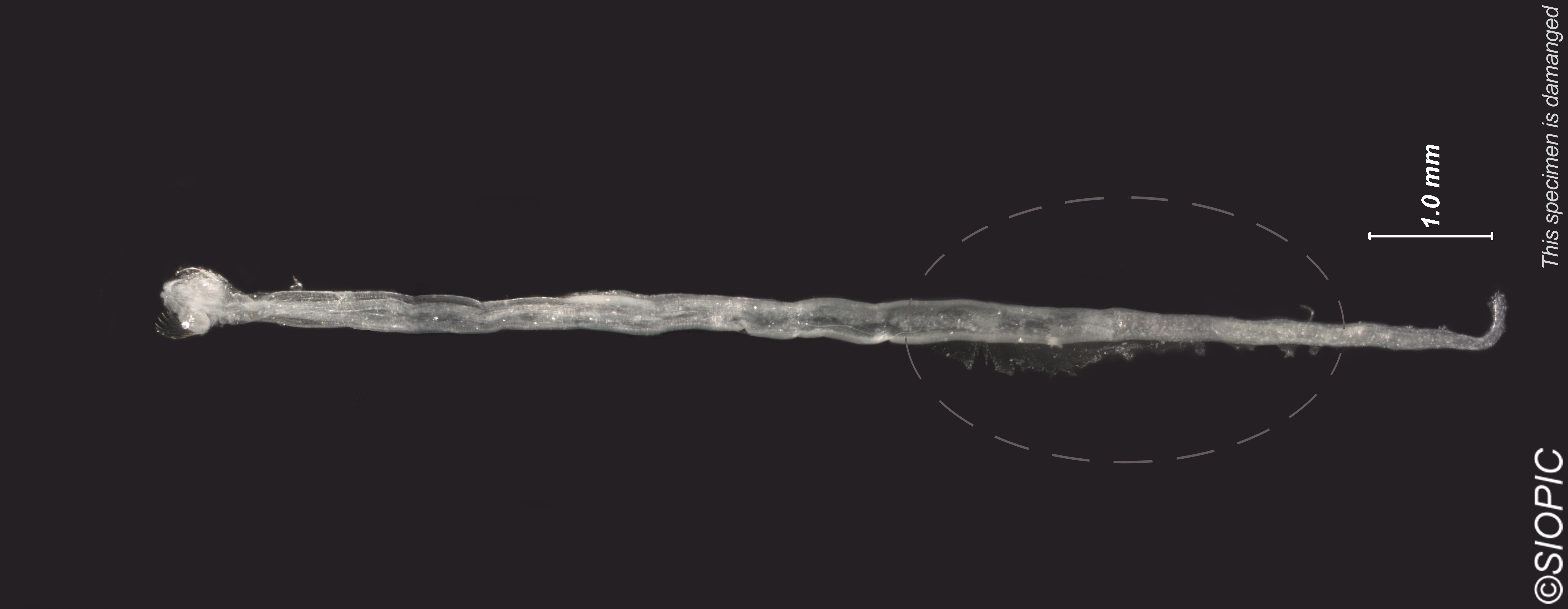 Представитель Семейства Krohnittidae